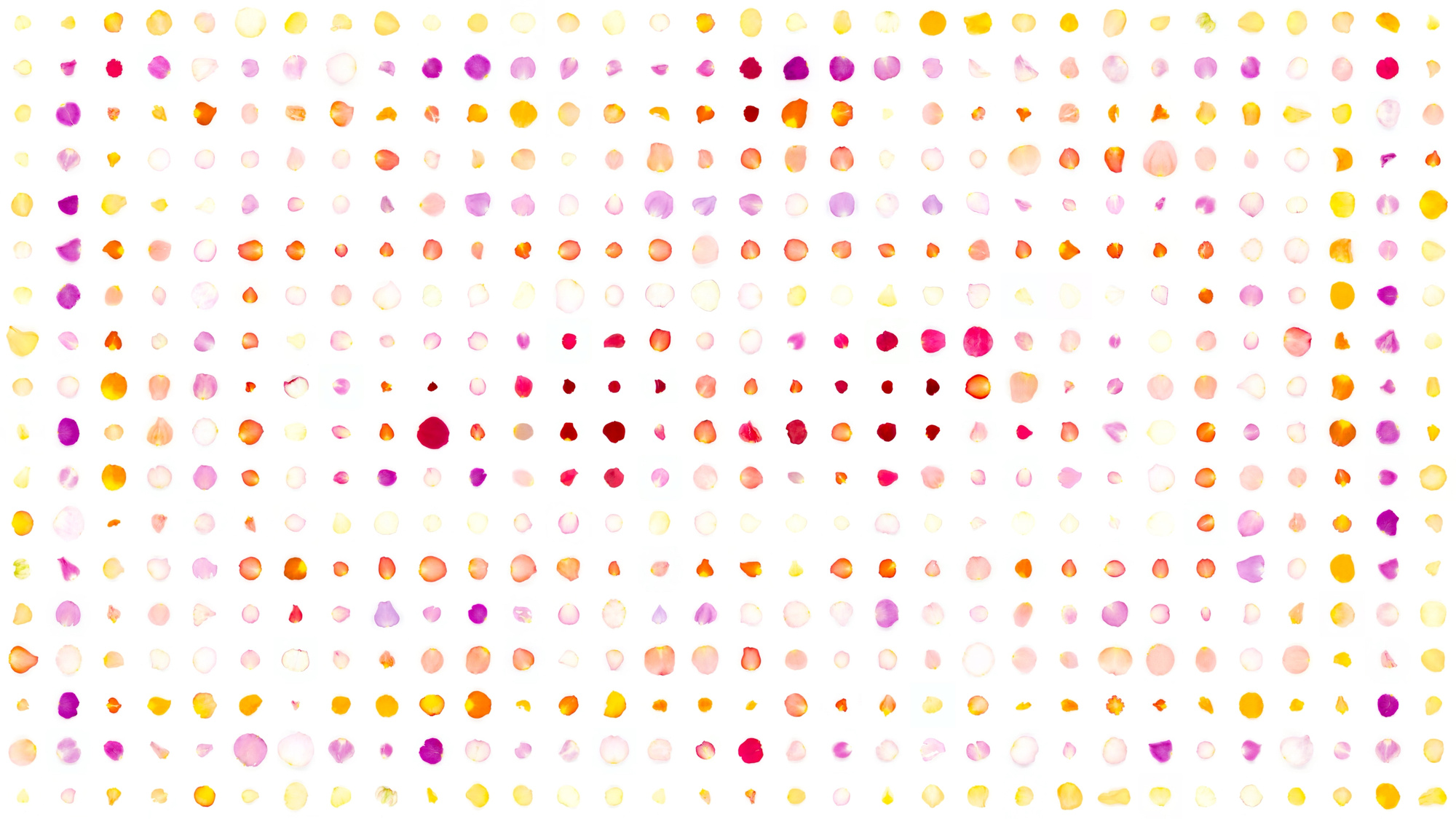 rows of yellow pink and red AI-generated petals on white
